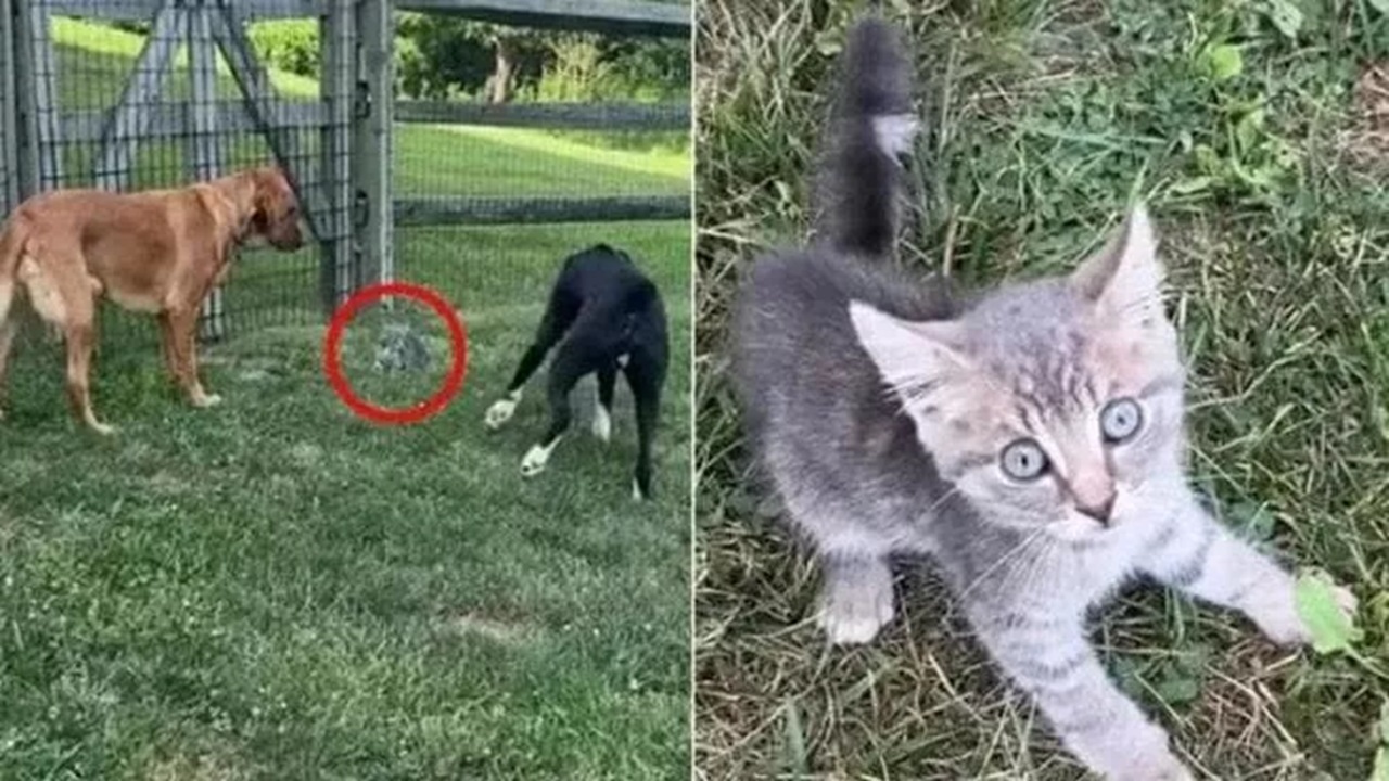 Cani trovato il gatto in giardino