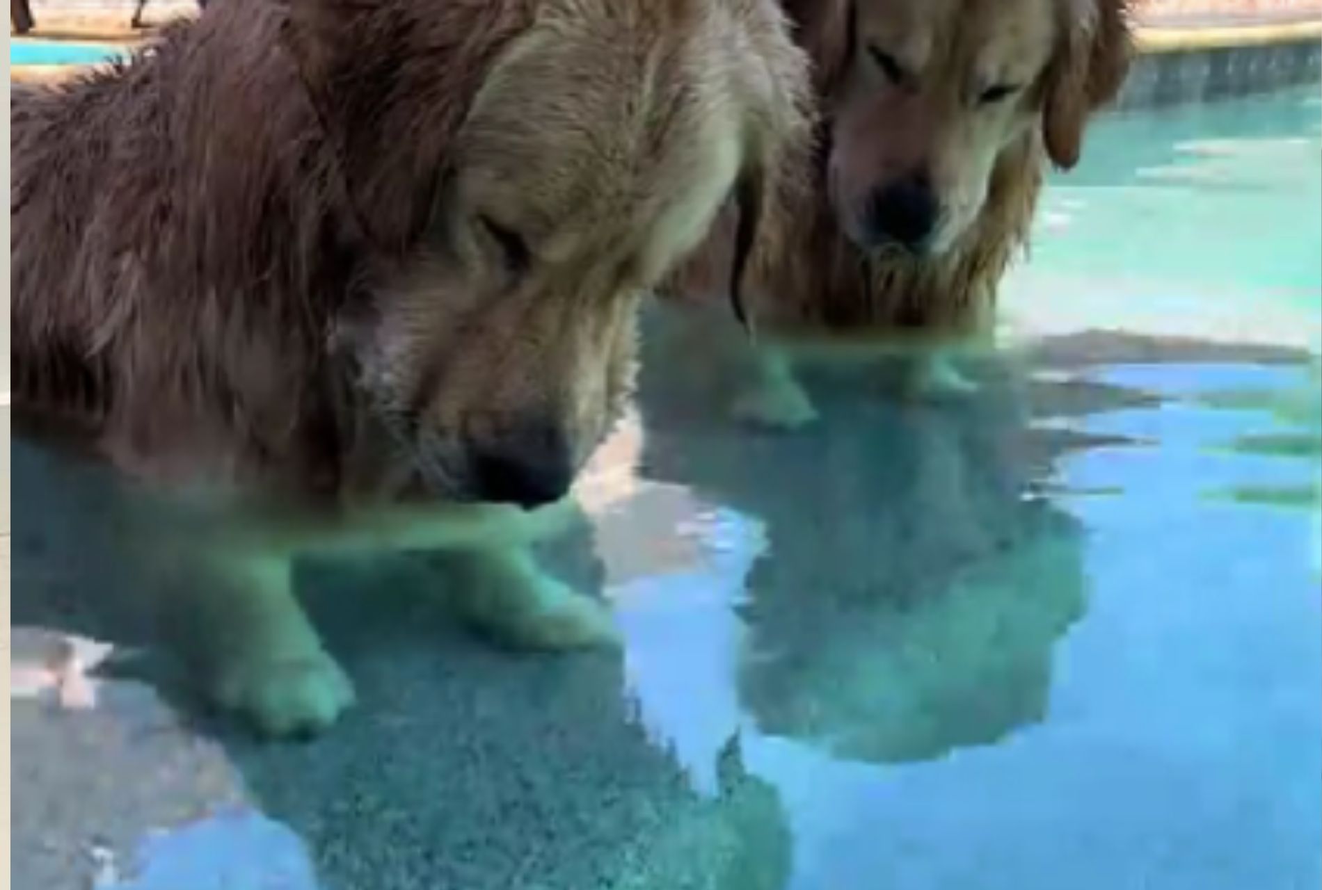 cani in piscina