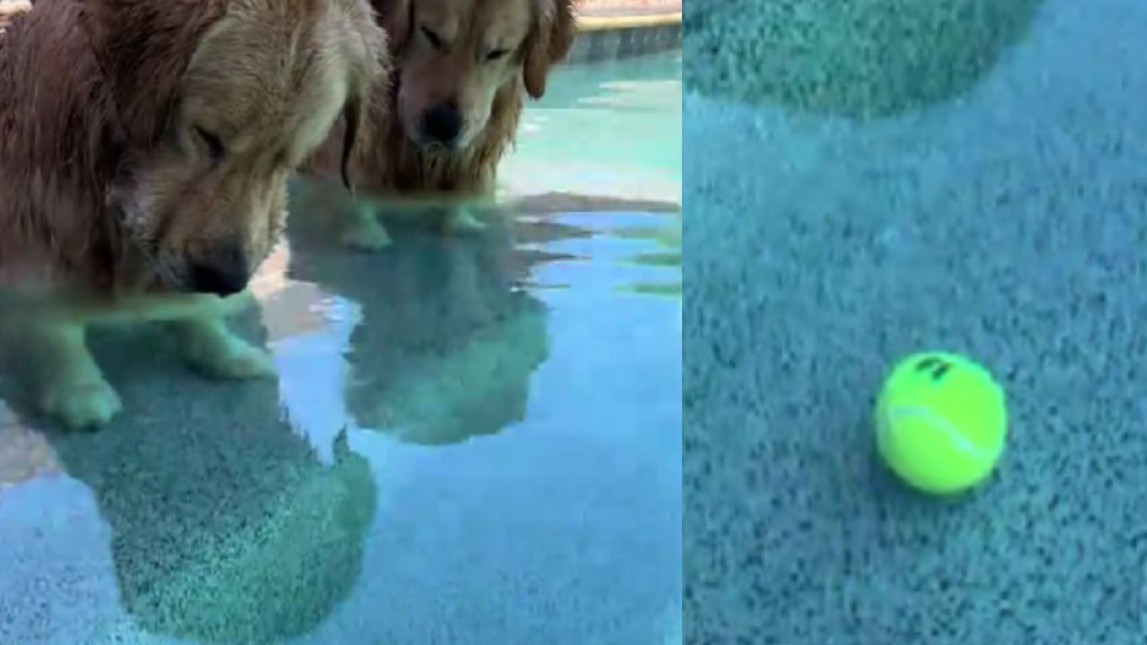 cani in piscina