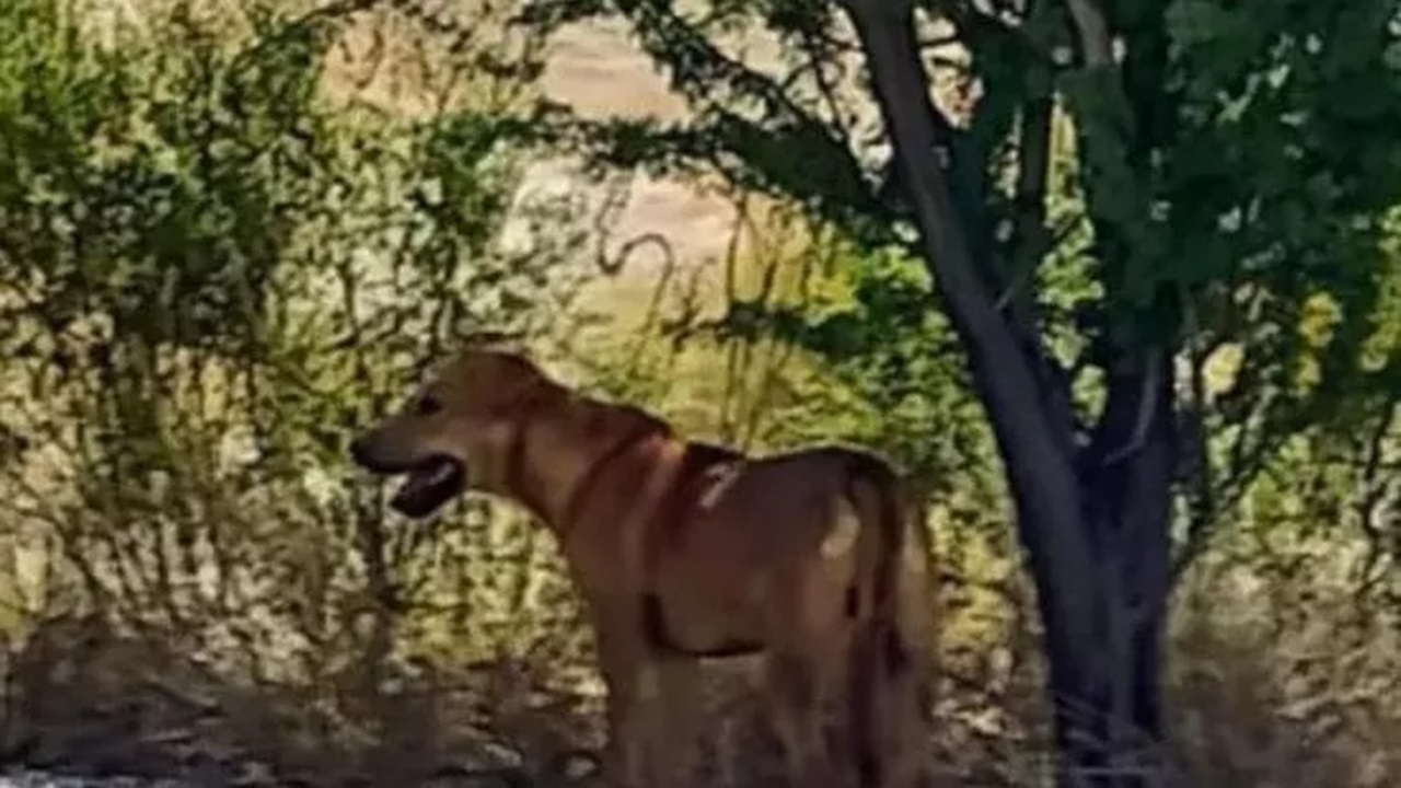 Cane smarrito nel deserto