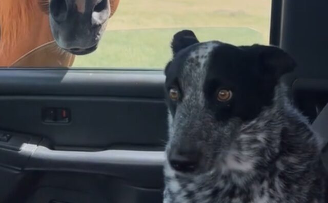 Il piccolo Australian Cattle Dog fissa con stupore la creatura più grande che abbia mai visto (VIDEO)