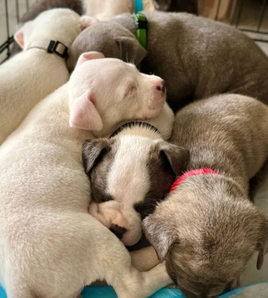 dei cuccioli di cane di pochi giorni