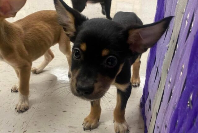 I cinque adorabili cuccioli di cane abbandonati fuori dalla scuola superiore sono corsi da un insegnante, chiedendo aiuto