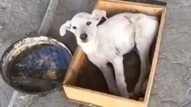 Il cane non ha avuto altra scelta che restare lì, mentre il padrone se ne andava