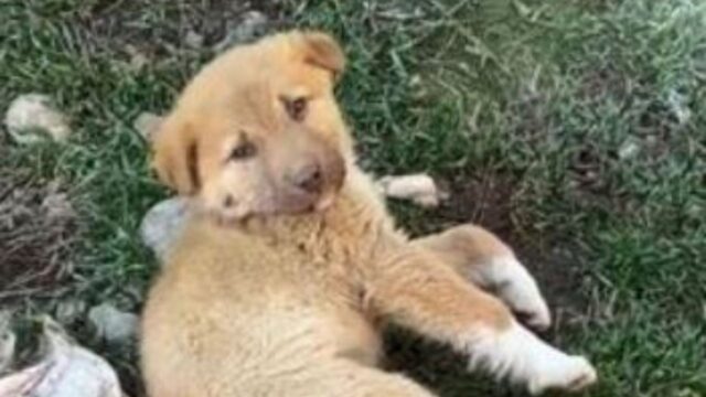 Nonostante le sue condizioni precarie il cucciolo di cane guarda una persona e la prega di avvicinarsi