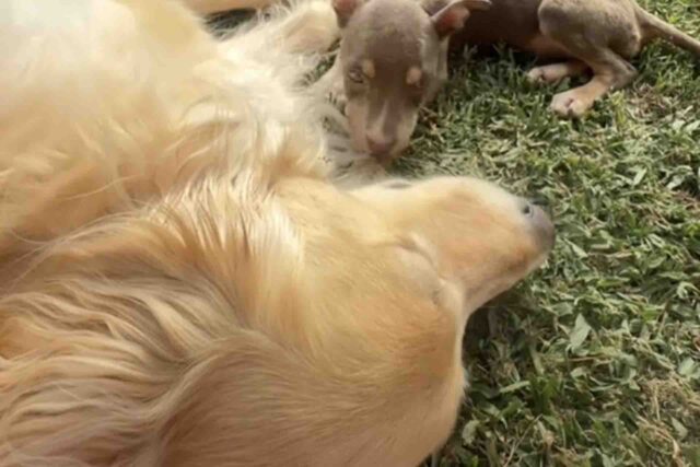 Cucciolo abbandonato trova conforto in un Golden Retriever