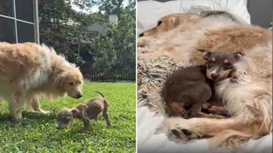 Cucciolo con il Golden Retriever