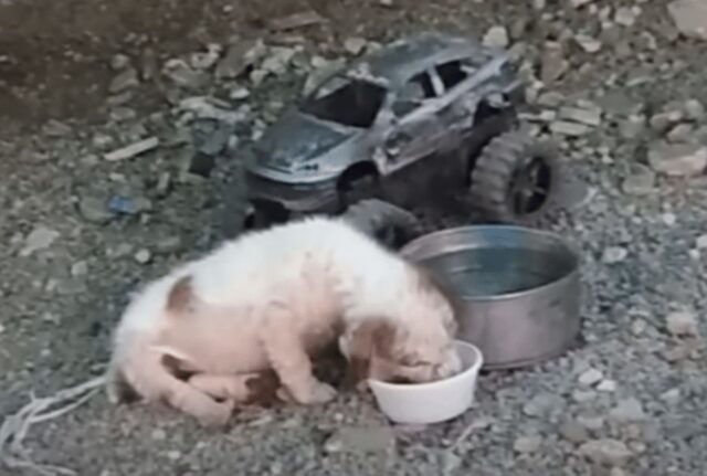 Le donne sono rimaste di stucco quando hanno visto il petto del cucciolo di cane alzarsi, sollevato dal respiro