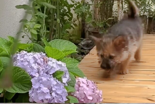 Non era facile, ma il cucciolo di cane sperava davvero di vedere avverati i suoi desideri