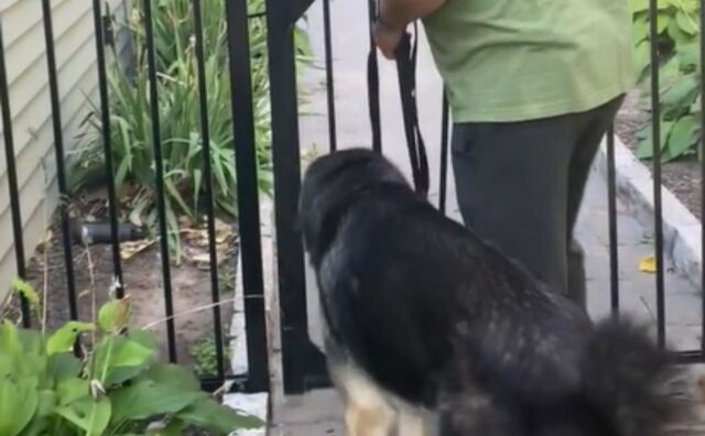 C’è un motivo per cui questo cane fa sempre una deviazione durante le passeggiate (e fa davvero ridere) (VIDEO)