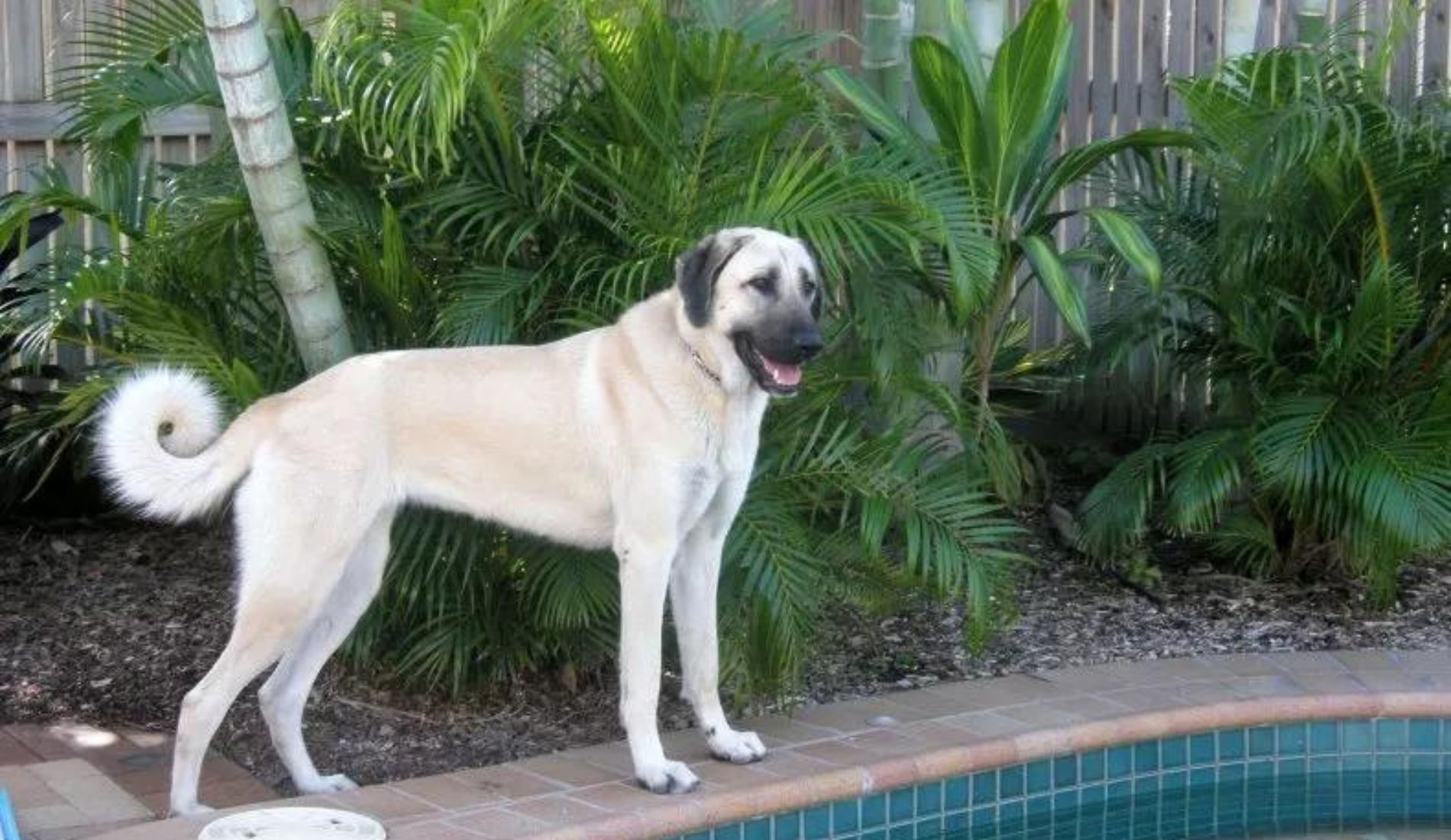 cane a bordo piscina