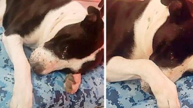 Salvano il cane da un’aggressione: quando è al sicuro si scioglie e piange