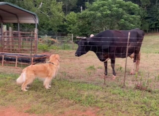 Golden Retriever innamorato di una mucca: la loro amicizia è straordinaria