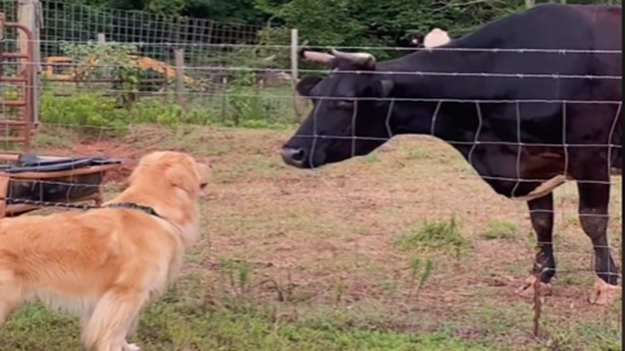 Cane e mucca amici