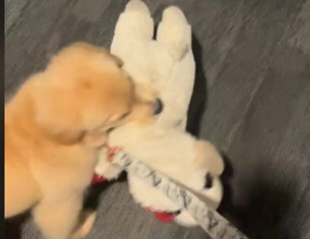 Golden Retriever trova supporto in un peluche quando va dal veterinario