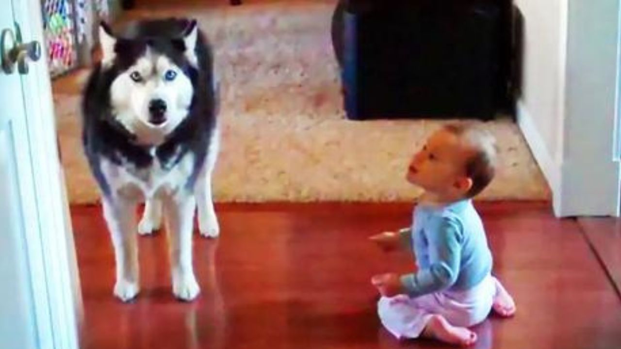 husky con bambino