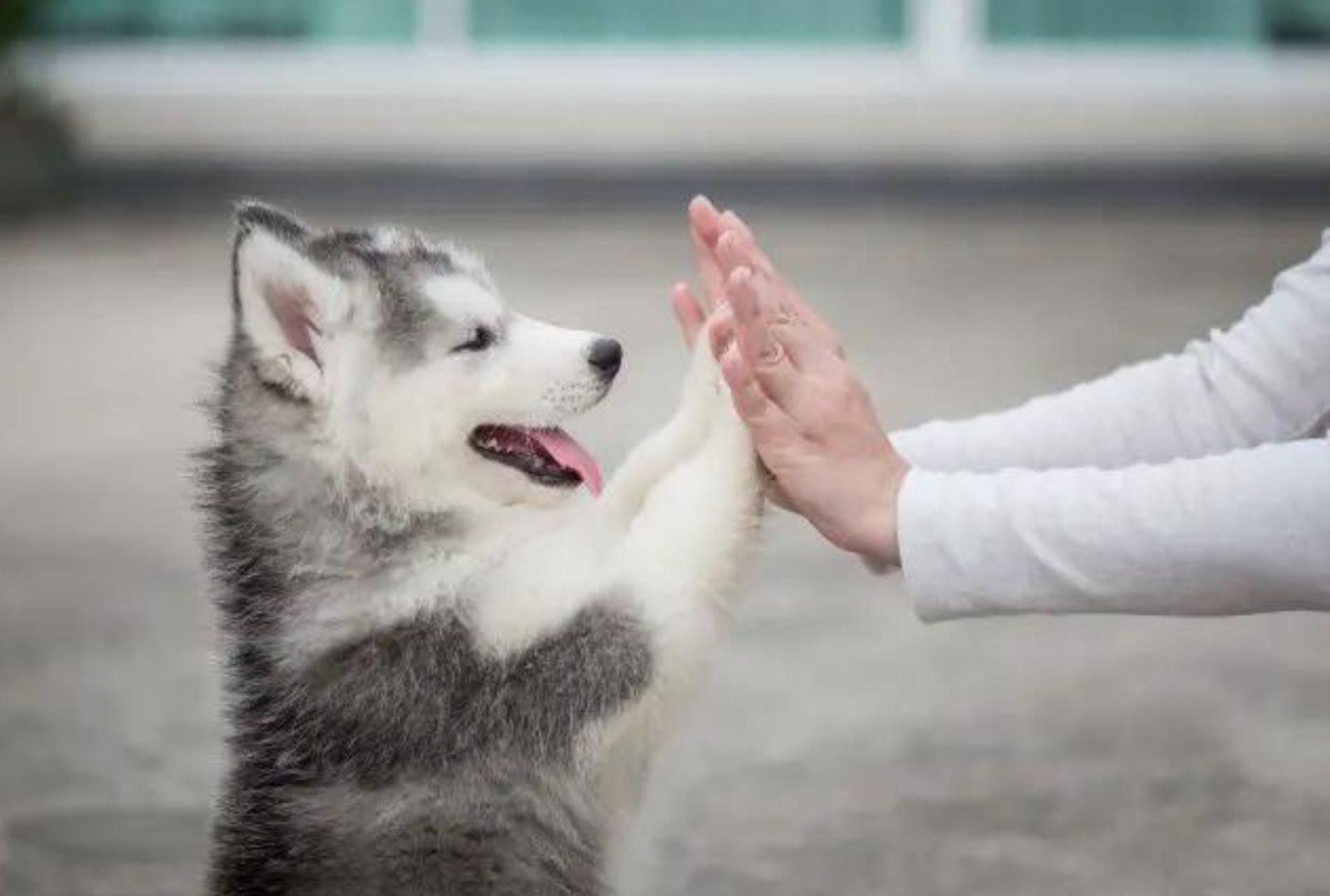 husky con bambino