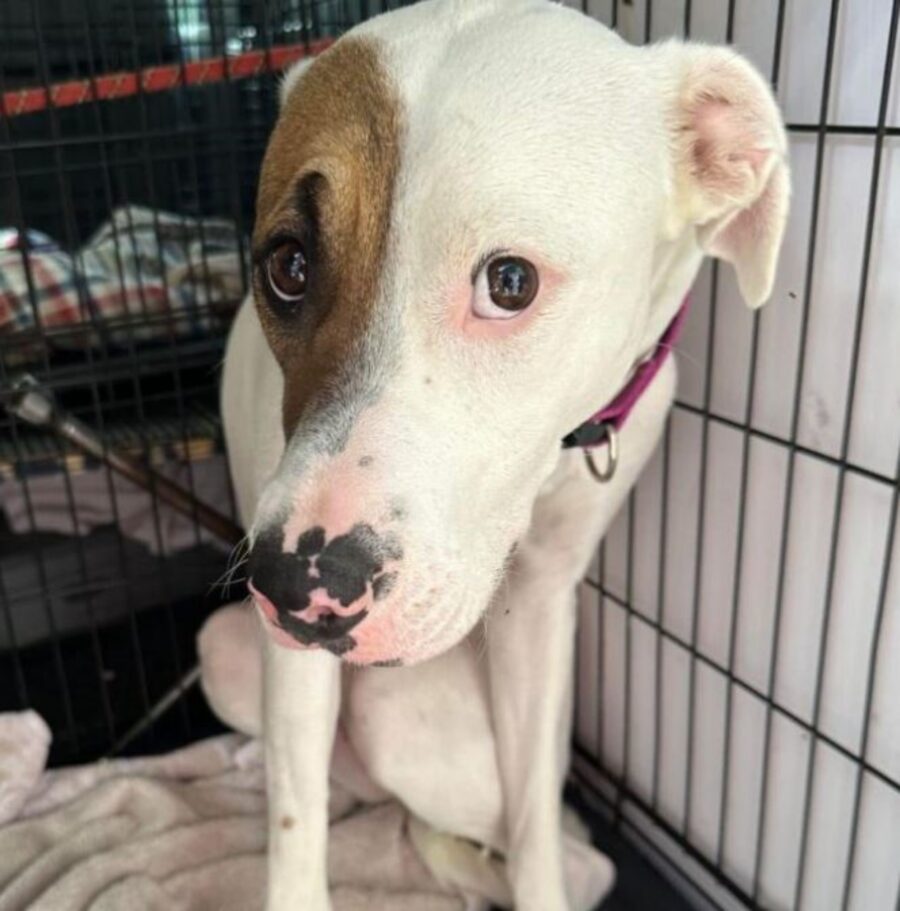 una cagnolina di nome Imelda