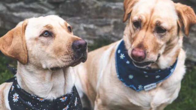 I due Labrador si preoccupano per la mamma: c’è un “pericolo galleggiante” da cui devono salvarla