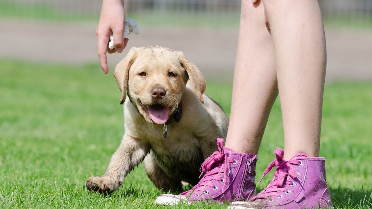 Labrador con la proprietaria