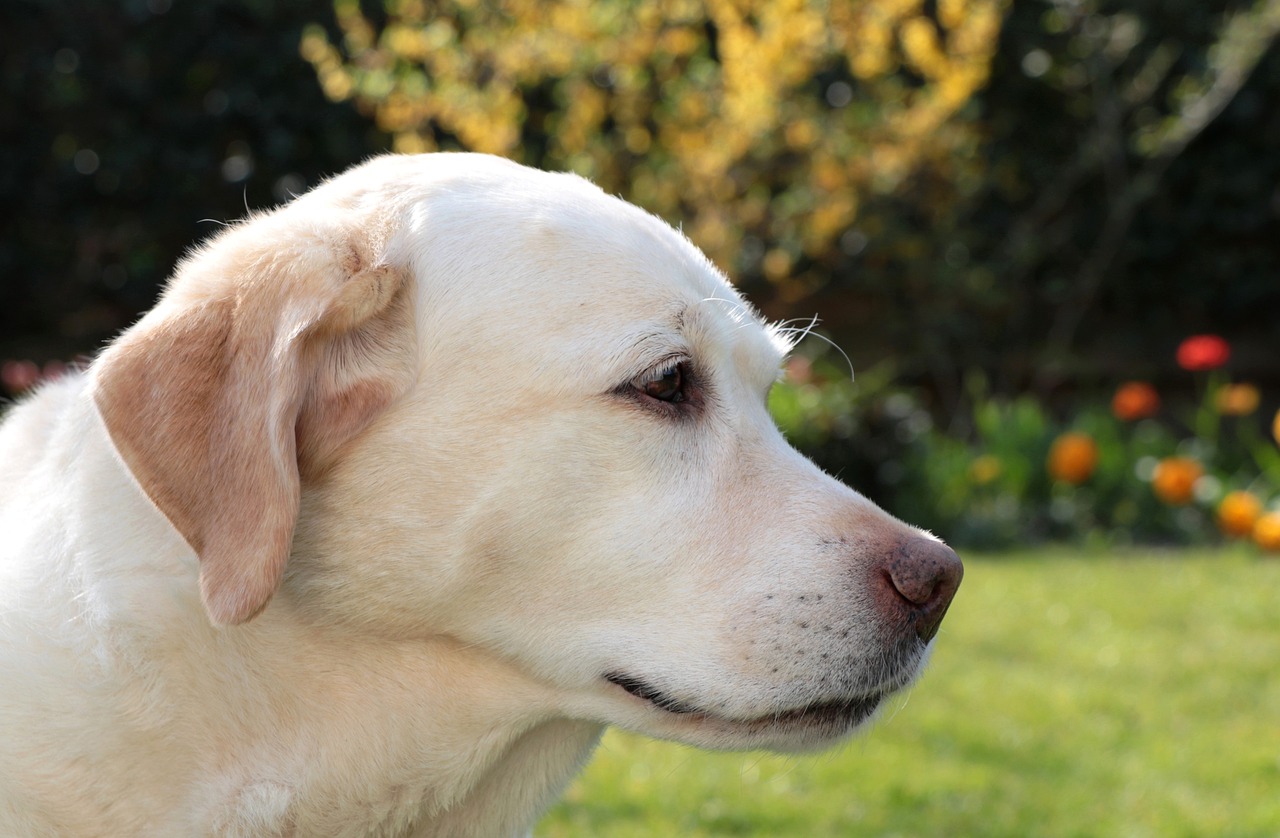 Labrador