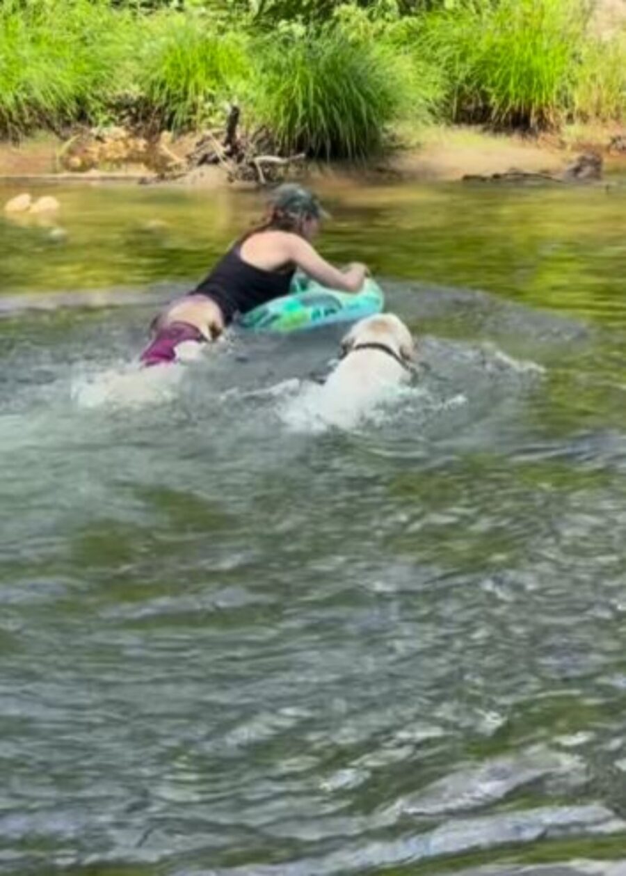 due labrador e una donna fanno il bagno in un fiume