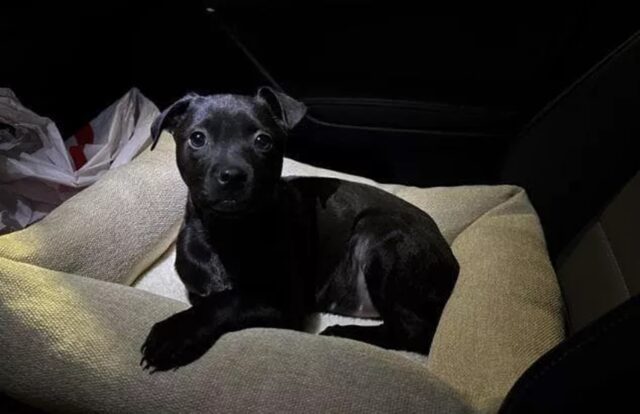 L’incrocio tra un Chihuahua e un Labrador nero ha conquistato tutti quanti