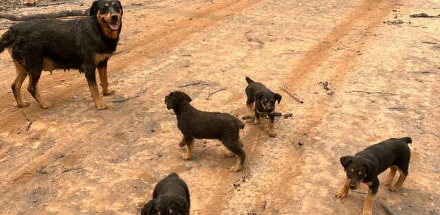 Mamma e quattro cuccioli salvati dall’incendio in un parco