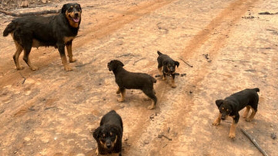 Mamma cane con i suoi cuccioli