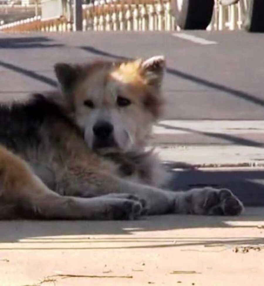 un cane abbandonato di nome Mufasa