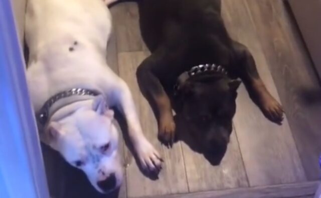 I fedeli Pitbull fanno la guardia per giorni nella speranza di vedere apparire un nuovo cucciolo (VIDEO)