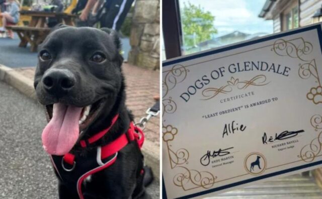 Il cucciolo di cane vince il premio per il “meno obbediente” e la sua faccia è tutta un programma