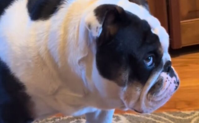 Il modo in cui questo Bulldog guarda la mamma dopo che gli ha impedito di prendere un dolcetto è epico (VIDEO)