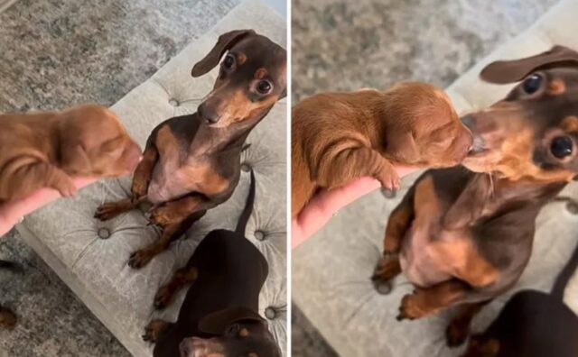 Il papà bassotto incontra per la prima volta i suoi cuccioli e il suo modo di fare è commovente (VIDEO)