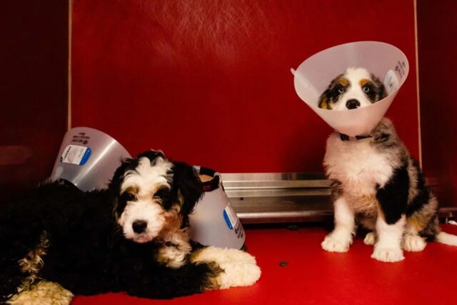 Quattro cuccioli di Bernedoodle chiusi in auto in un garage bollente: uno non ce l’ha fatta