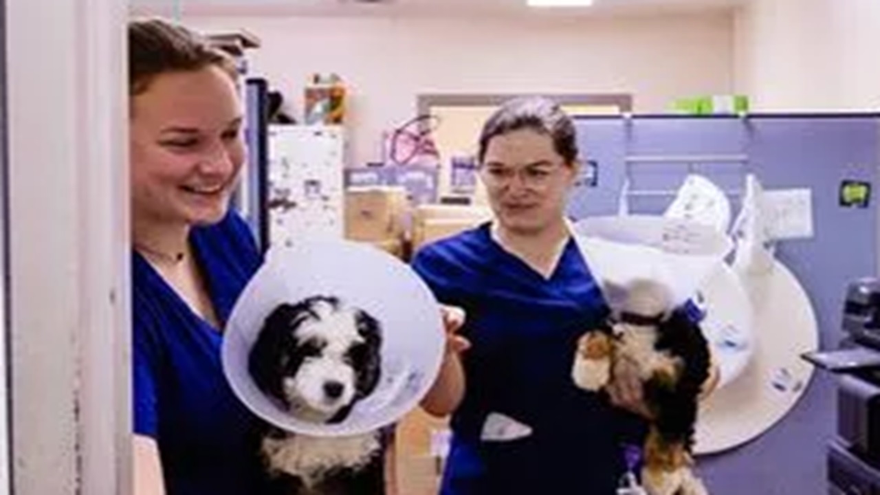 Cuccioli di Bernedoodle