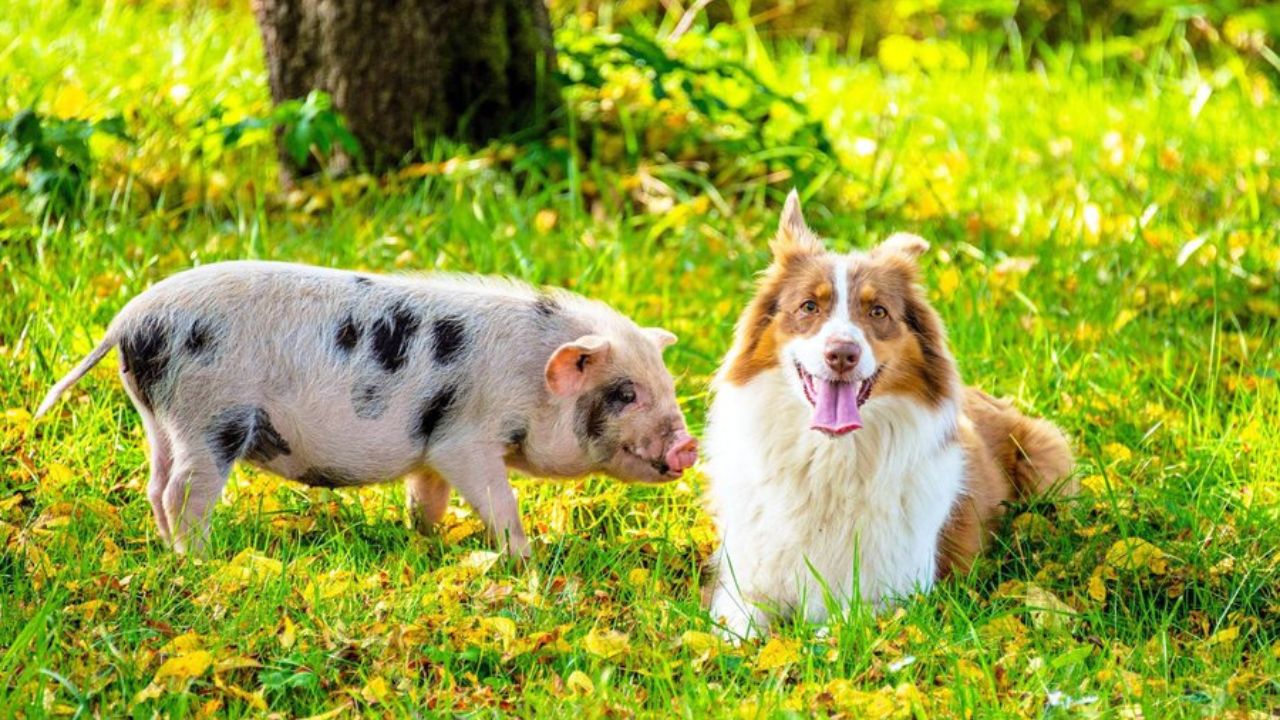 cane e maiale