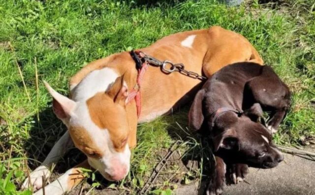 Mamma cane e il suo amato cucciolo sono stati salvati dalla strada dopo che lei ha lottato per proteggerli entrambi