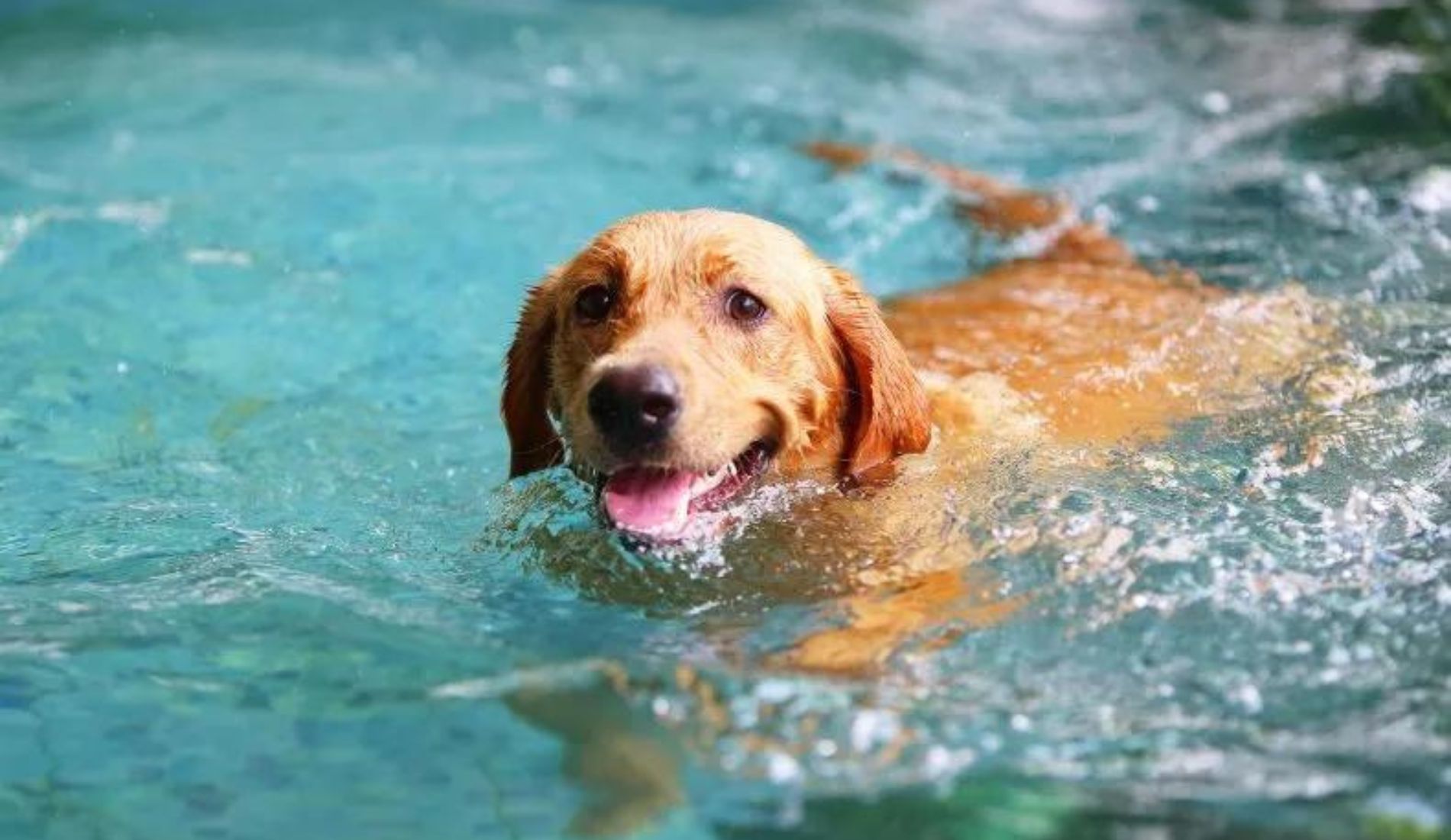 cane labrador