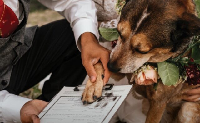 Sì, è successo davvero: un cane è diventato ufficialmente testimone a un matrimonio