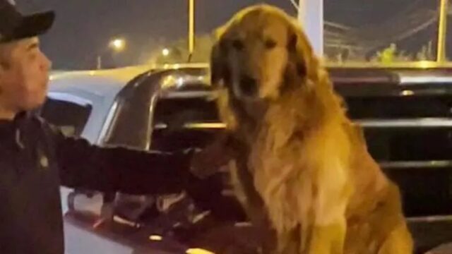 Vede il Golden Retriever della fidanzata e lo riporta a casa, ma c’è qualcosa che non va