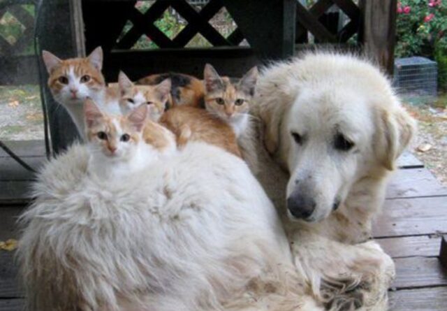 5 foto di cani che si sono dimenticati il loro ruolo e si sono innamorati dei gatti