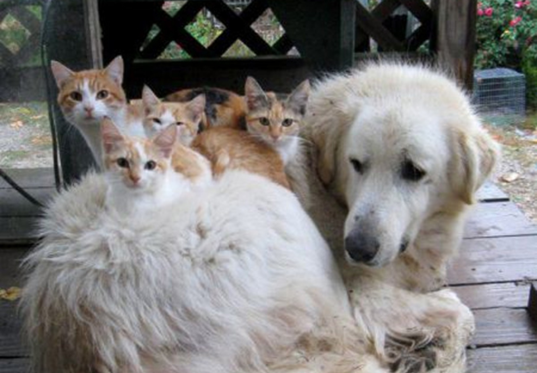 cagnolone e gattini