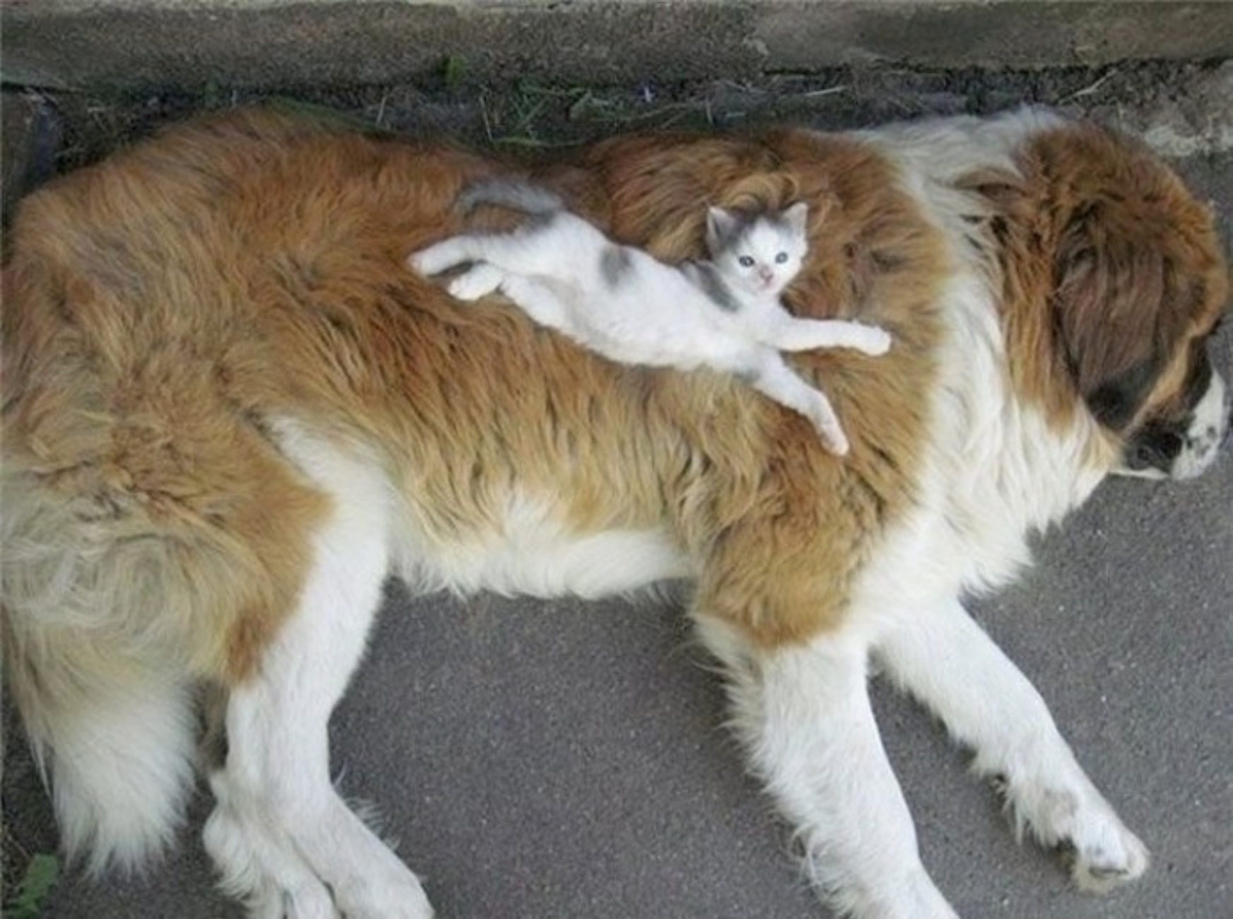 foto cani e gatti innamorati