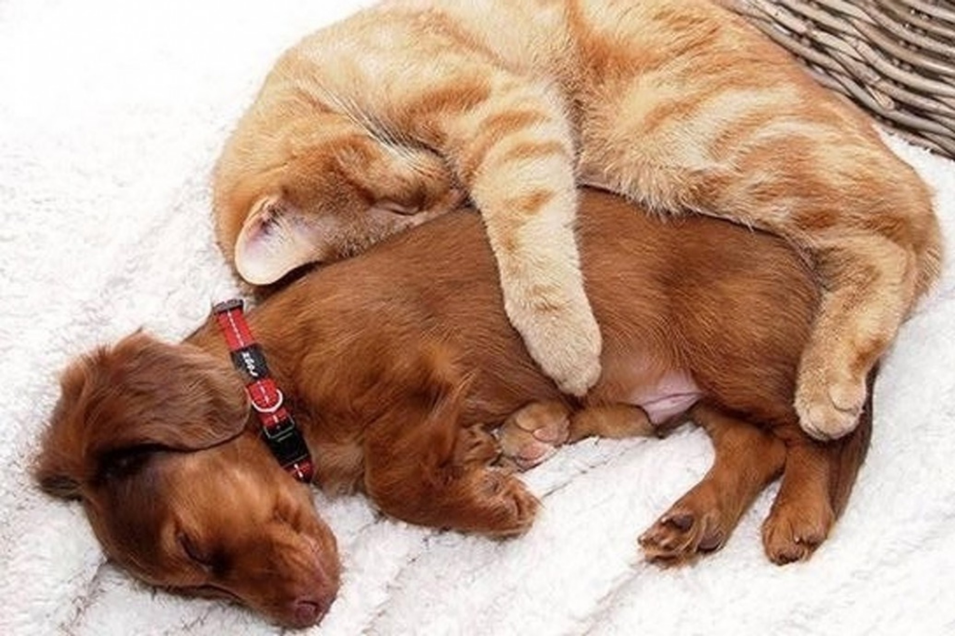 foto cani e gatti inseparabili