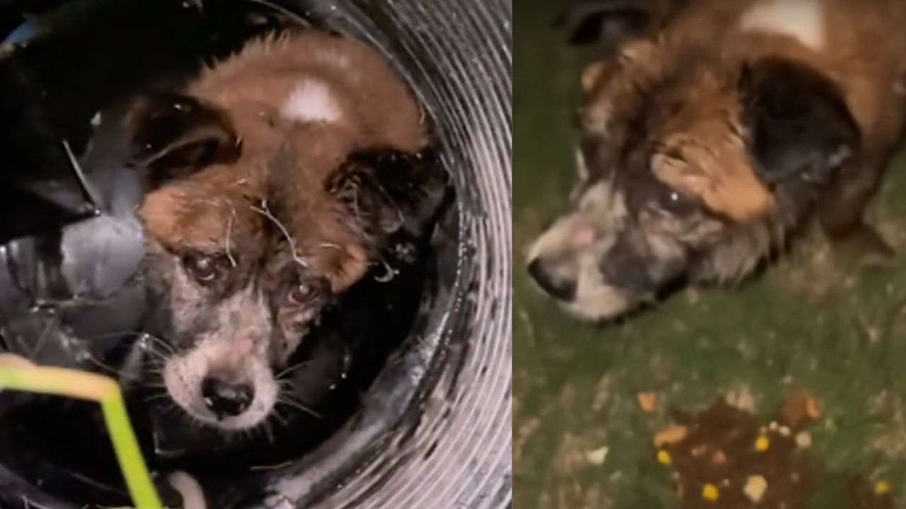 Cane tirato fuori dal buco