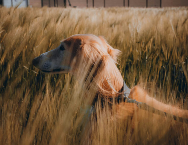 Ci sono nuovi studi e risvolti su quanto impatta la dieta vegana sui cani