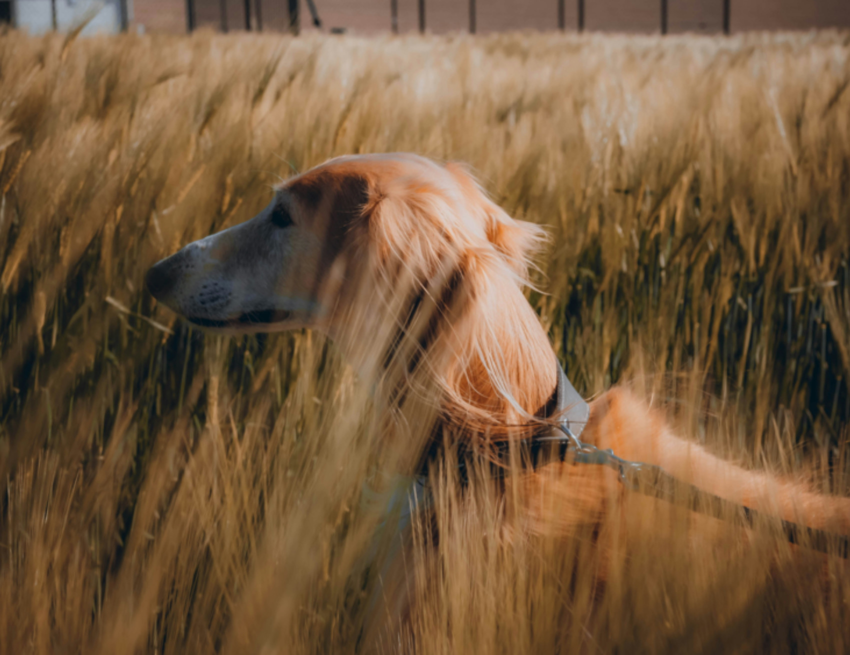 Cane nel campo