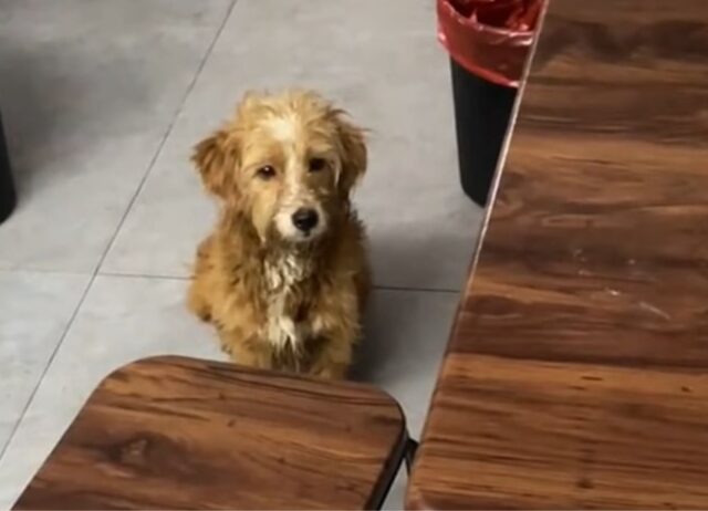 Con un aspetto triste e trasandato il povero cane si trascinava, sperando di ricevere aiuto