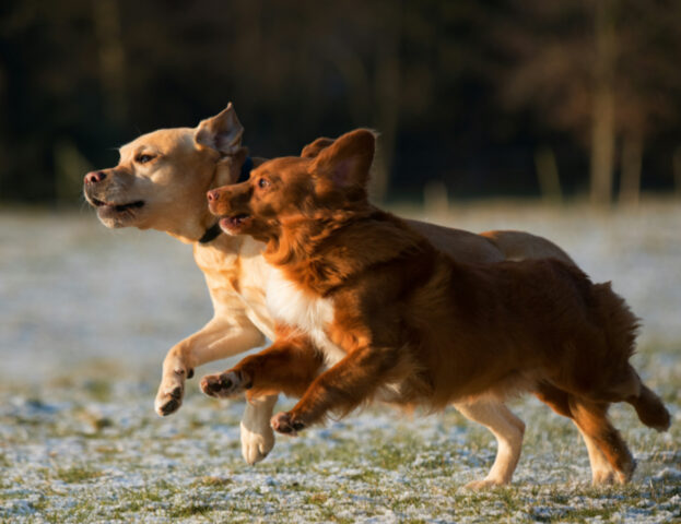 Cosa significa sognare un cane che ti rincorre?